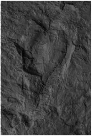 Stone Texture 10